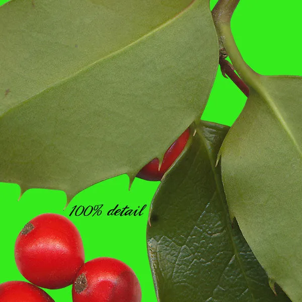 Christmas Holly & Berries