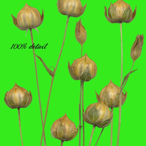 Dried Flowers & Stems