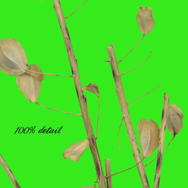 Dried Flowers & Stems