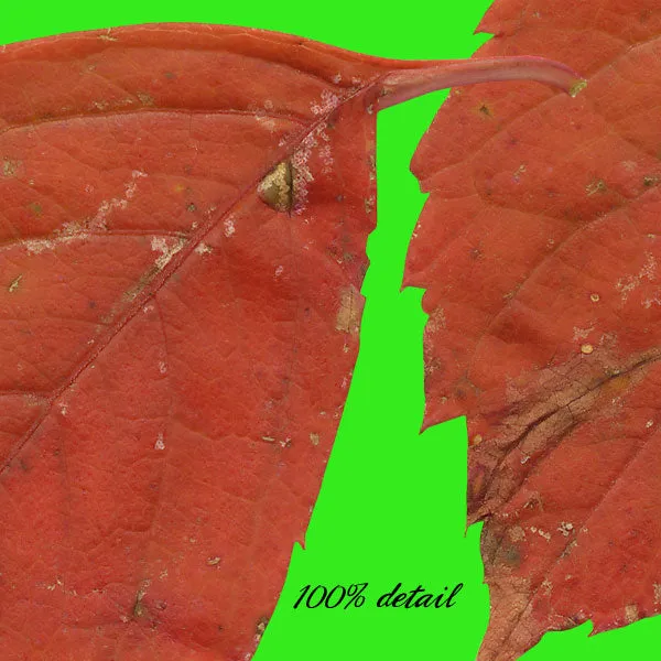 Fall Leaves, Volume 02