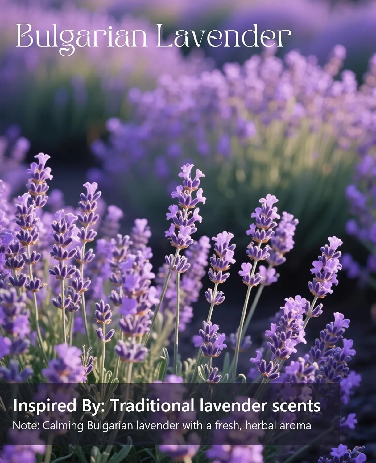 Pheromones Perfumes for Women, Bulgarian Lavender Perfume Oil,Fresh,Herbal Aroma,Floral Lavenders Perfumes for Women.Enhanced Scents Pheromone Perfume,0.34oz Travel Size (Bulgarian Lavender)