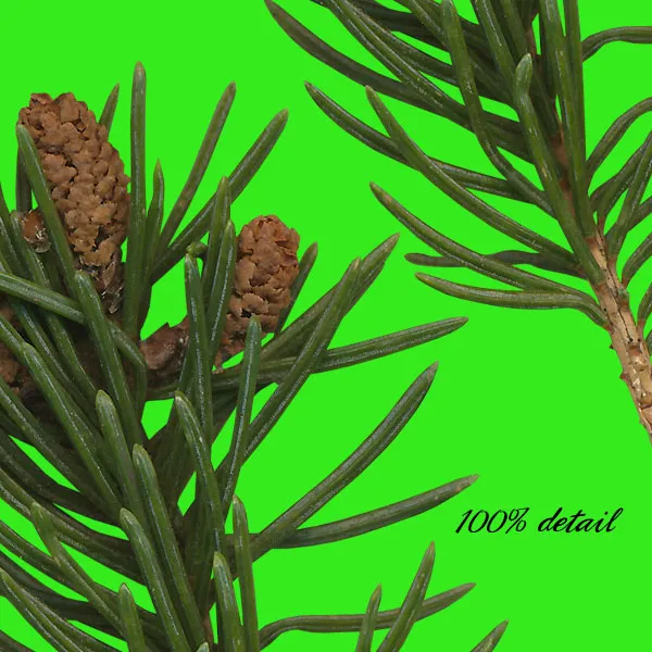 Pine Branches, Volume 03