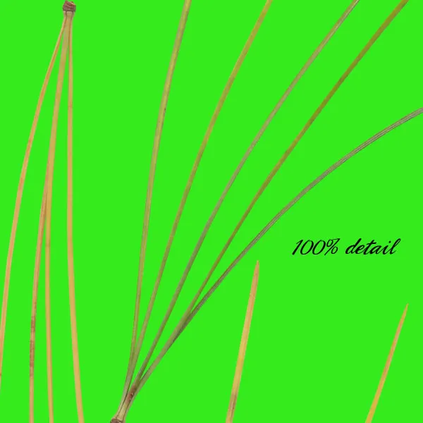 Pine Branches, Volume 03