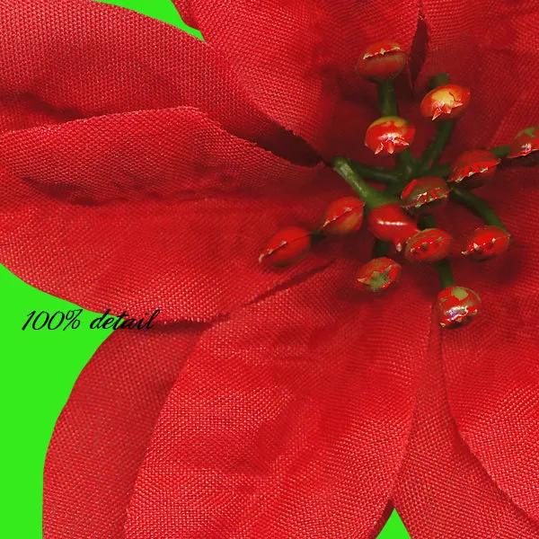Poinsettias, Volume 03