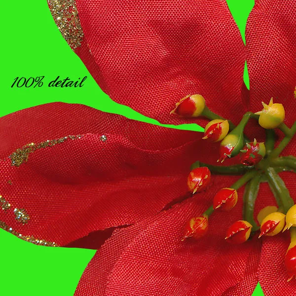 Poinsettias, Volume 03