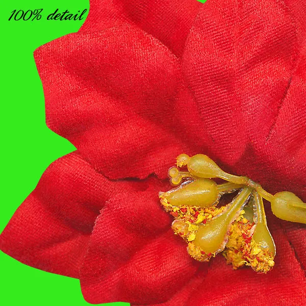 Poinsettias, Volume 05